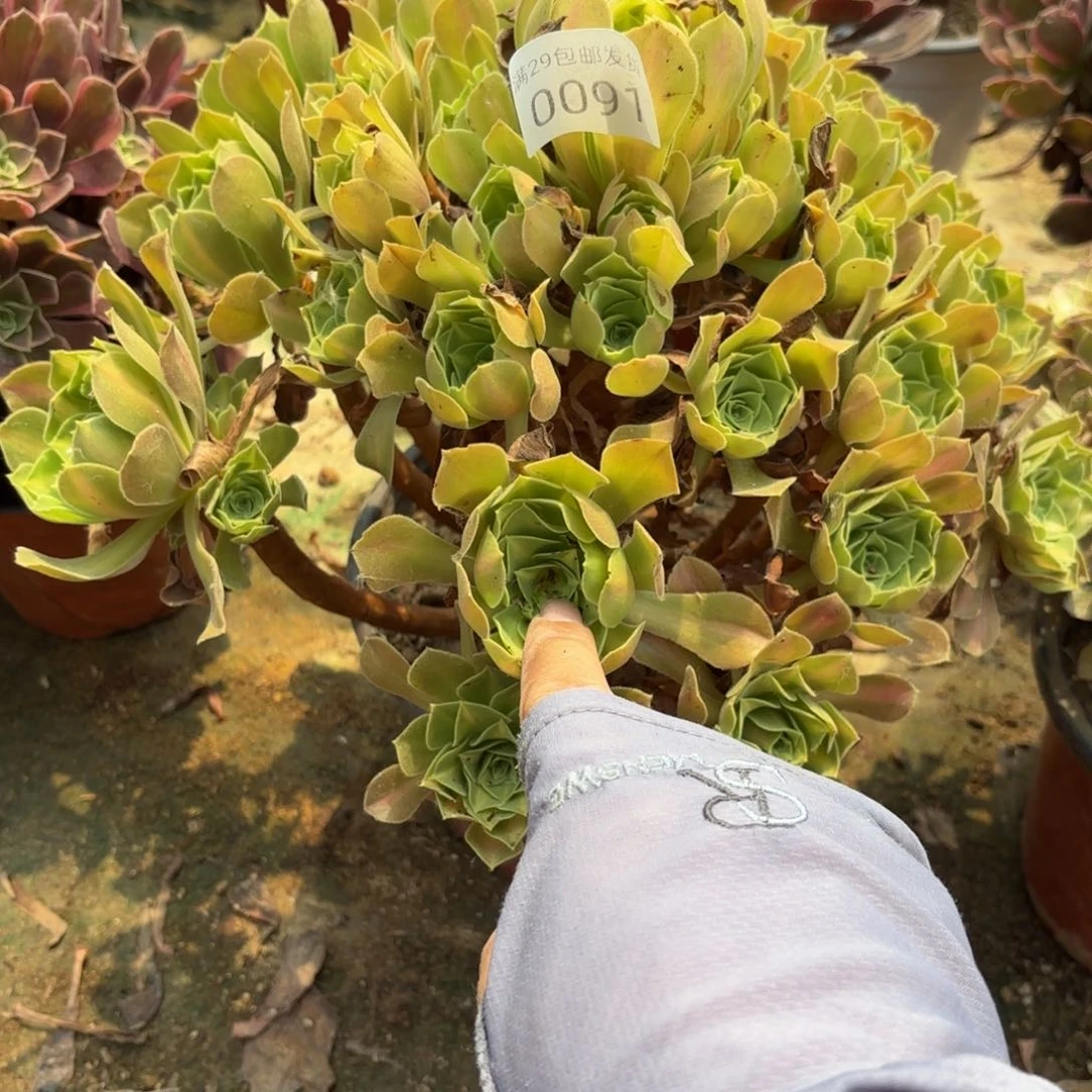 粉女巫七彩中班多肉0091