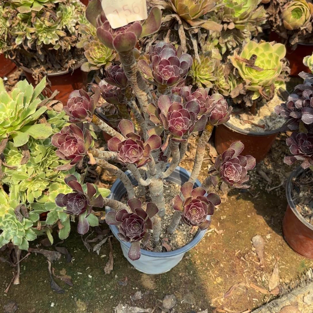 黑法师多肉植物1561