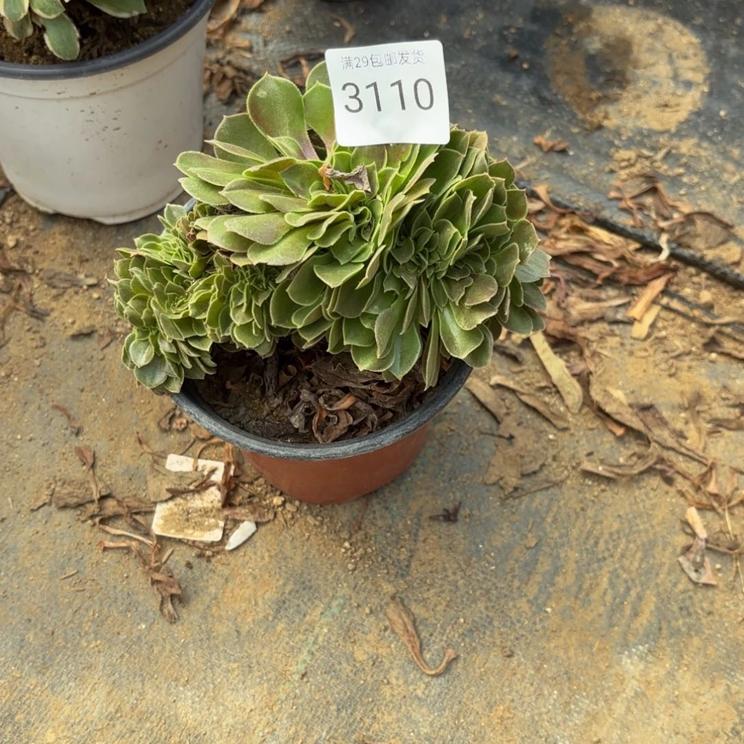 柠檬玫瑰坠多肉法师3110