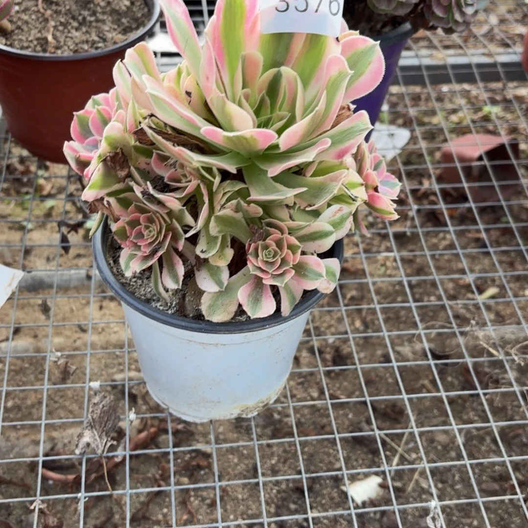 粉女巫多肉法师3576