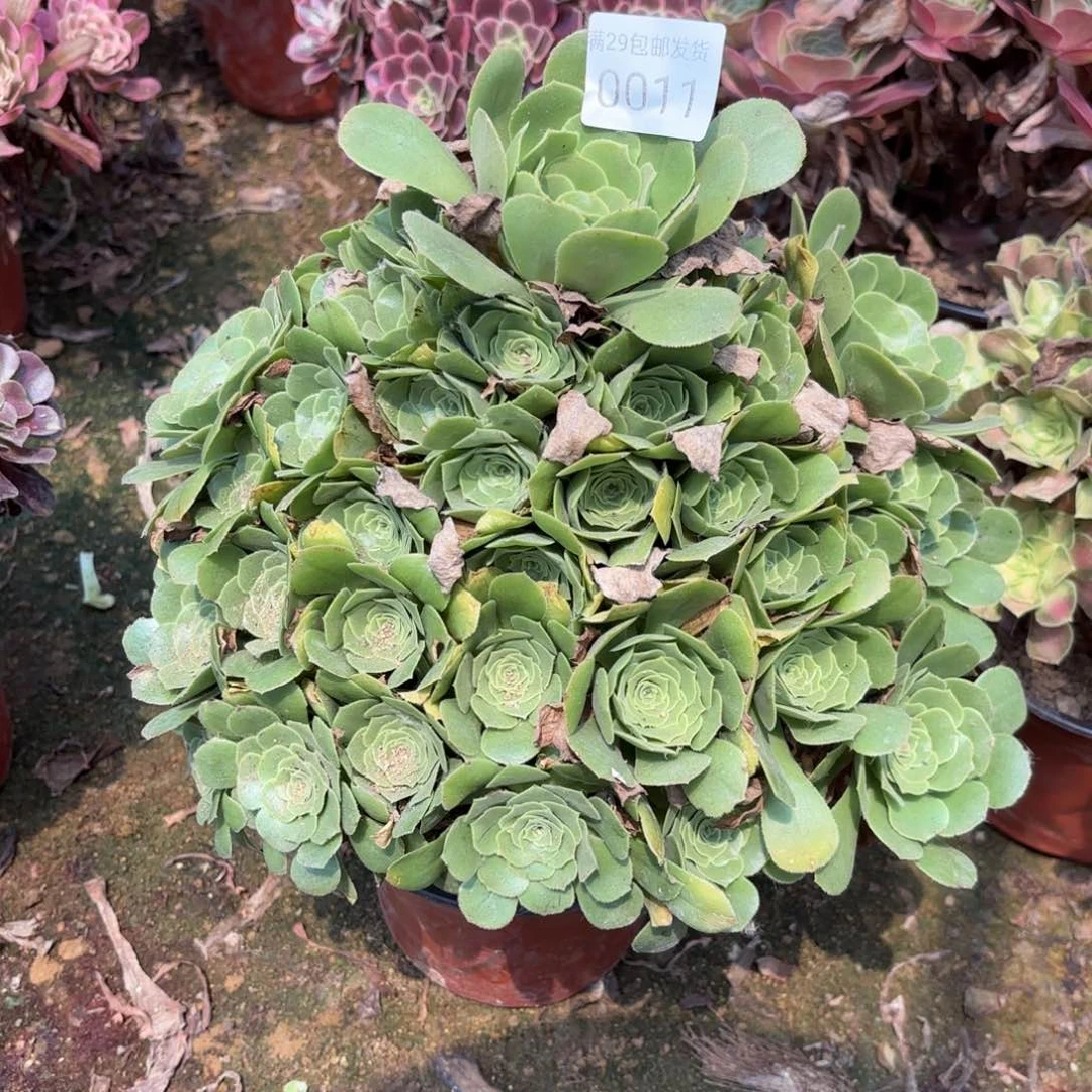 绿羊绒多肉法师0011