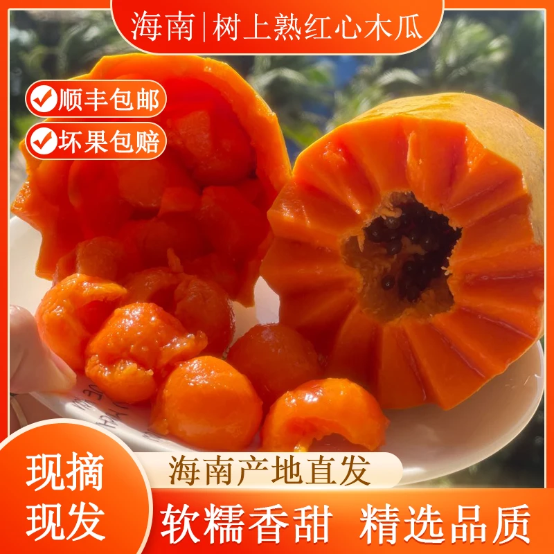 海南红心牛奶木瓜香甜多汁皮薄树上熟现摘木瓜5斤装 坏果包赔
