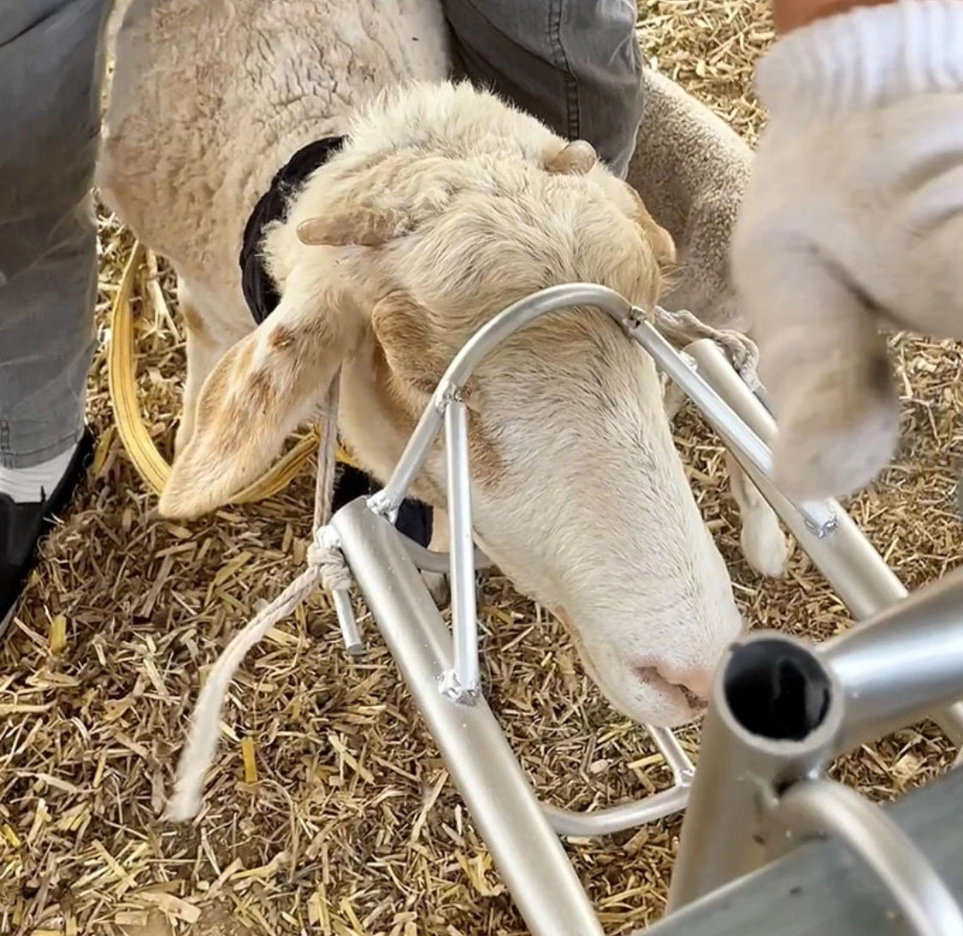 羊头固定夹 全羊通用