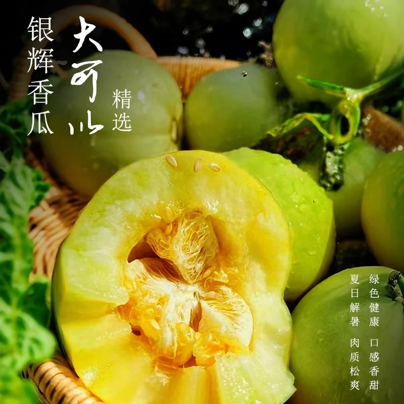 【现采现发】 广东银辉蜜宝王1/3/5斤装口感脆甜独立包装新鲜美味