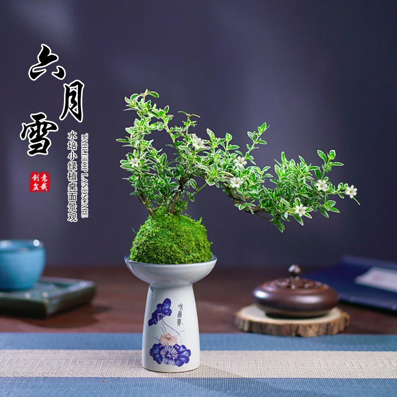 飘枝六月雪盆景植物室内桌面茶几好养净化空气盆栽办公室花卉绿植