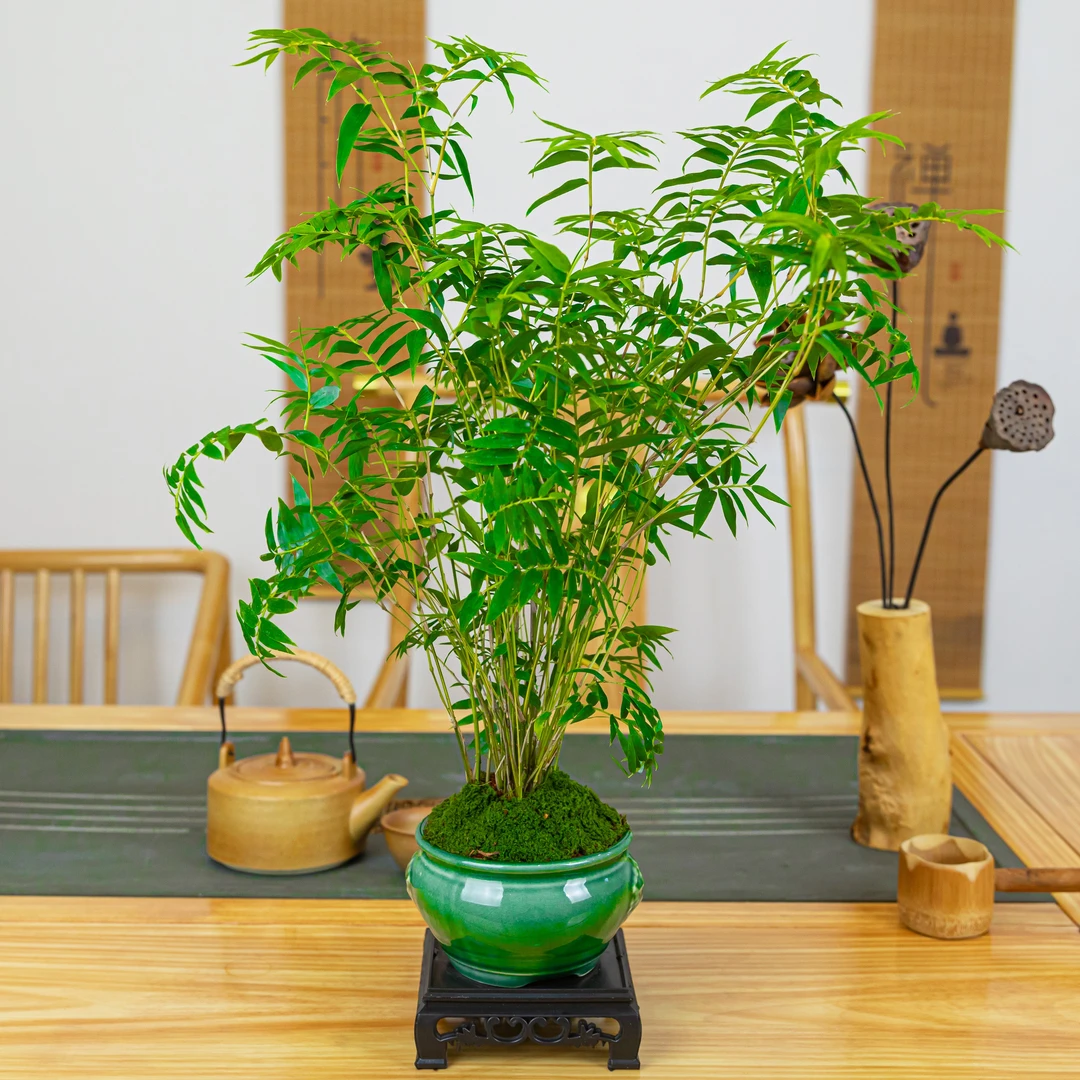 直播小叶米竹凤尾竹绿植盆栽米竹绿植办公室中式禅意盆景栽摆件