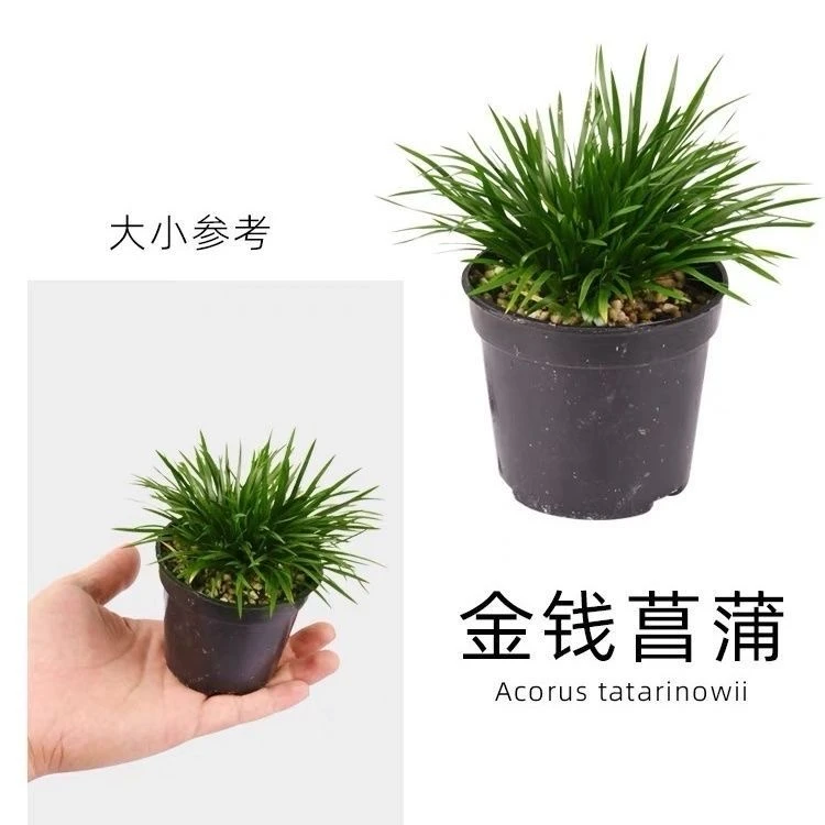 菖蒲微型盆景金钱黄金姬虎须随手香苗绿植水培贵船苔迷你盆栽小苗
