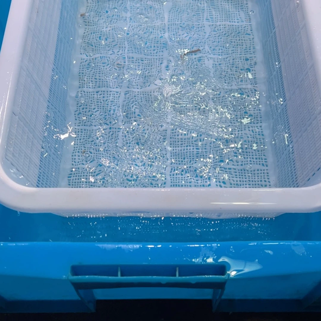 【闪购商品】紫印母鱼热带鱼公40谢*鸿