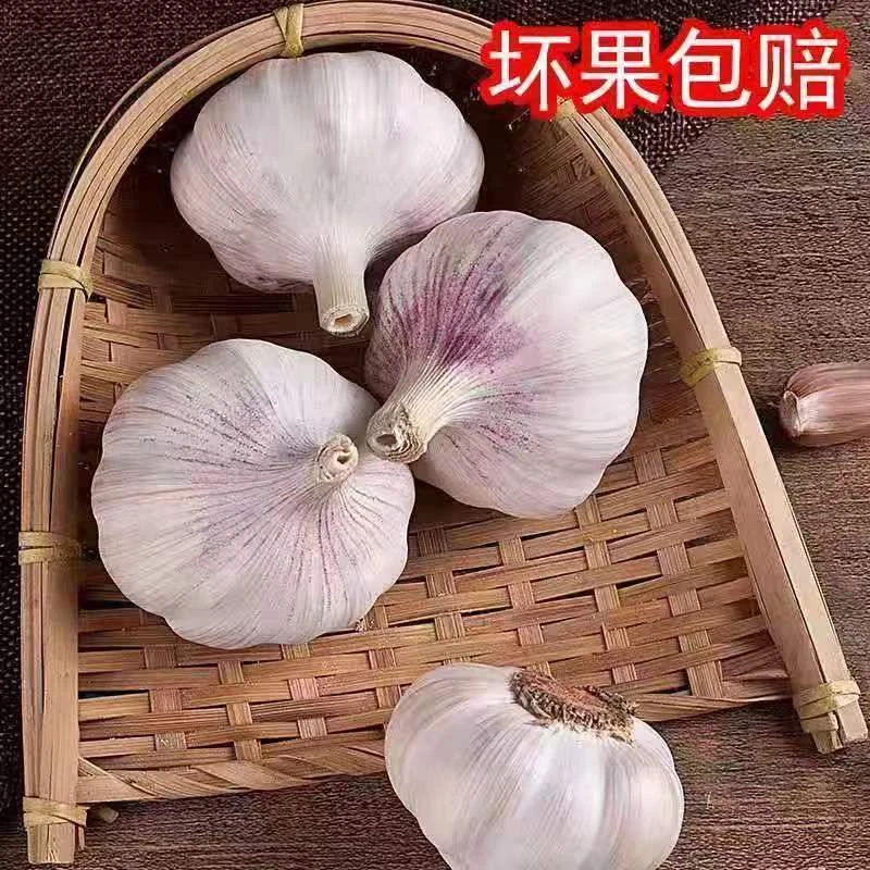 大降价】新干蒜种植干净辣味100g-5斤批发紫皮大蒜头蒜瓣自种优质