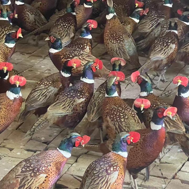 七彩野山鸡鸭子现场打包直供