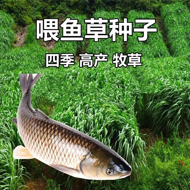 【鱼草种子草籽】四季可种喂鱼草蔬菜瓜果寿光优质蔬菜种子种苗