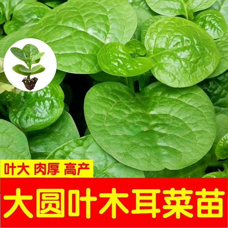 大叶木耳菜种子苗落葵小青菜耐高温高湿春夏四季阳台盆栽蔬菜籽孑