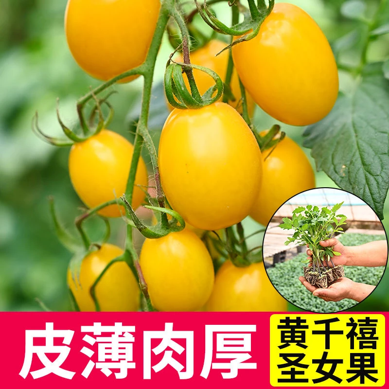 超甜黄千禧秧苗种子黄色小西红柿千禧果秧苗高产品种四季盆栽蔬菜