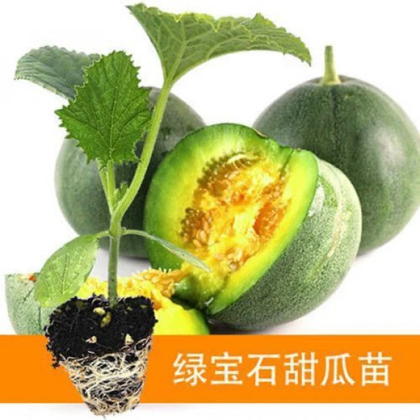 正品庭院绿宝石甜瓜秧苗香瓜苗酥脆高产羊角蜜苗四季阳台田园种植