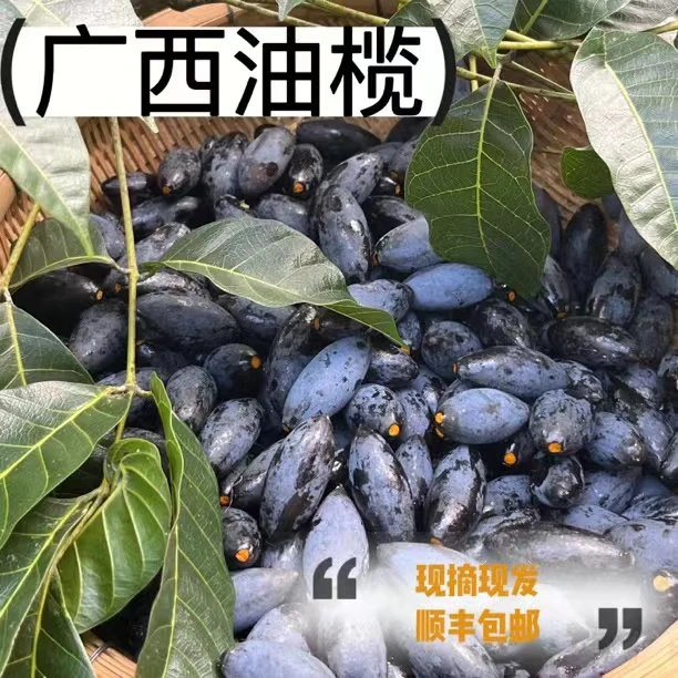 顺丰包邮广西乌榄橄榄鲜果现摘黑橄榄新鲜生果老树榄乌黑油榄角