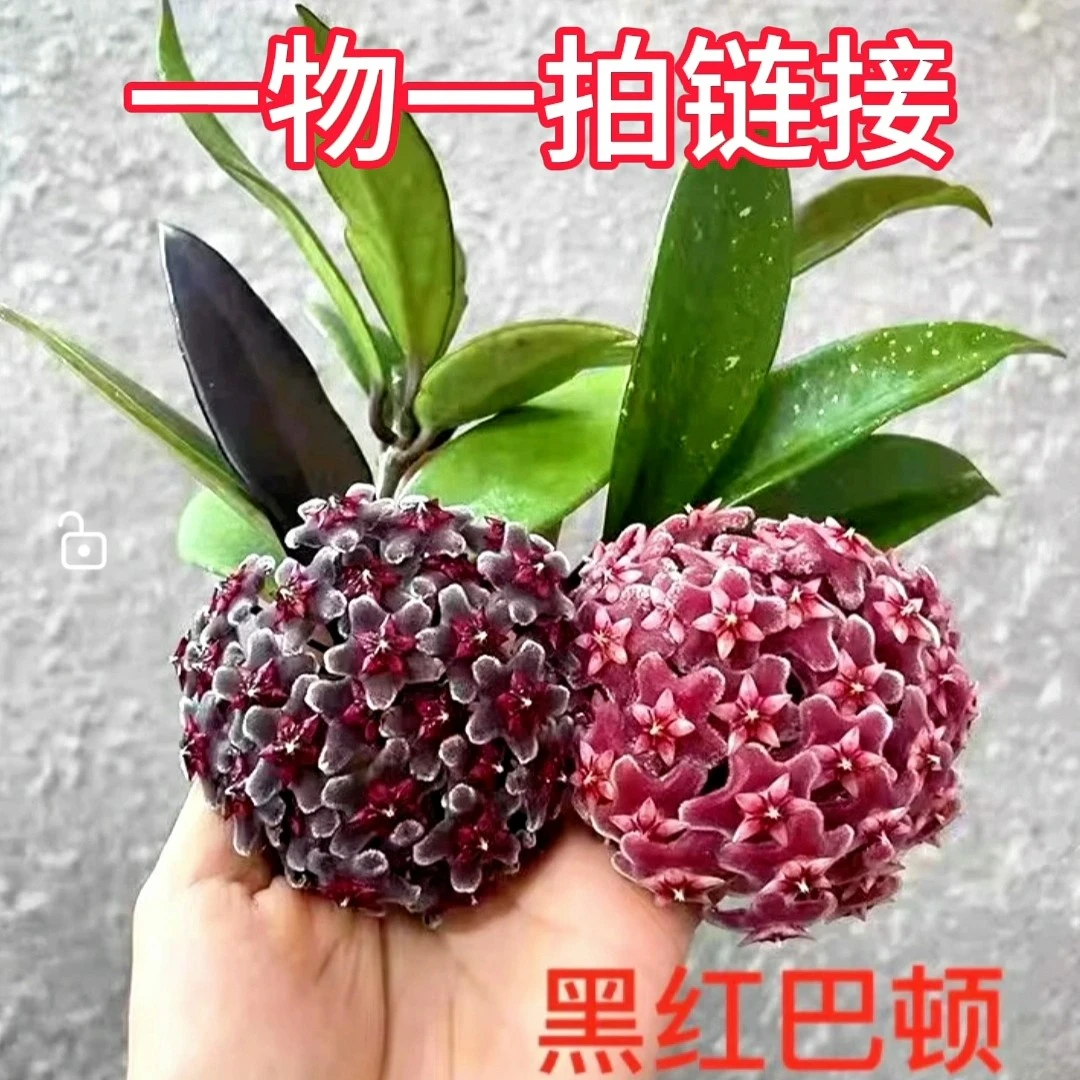 球兰合集（一物一拍）黑红巴顿 银斑 苏耐火红迷你贝尔卡诺萨牧羊人