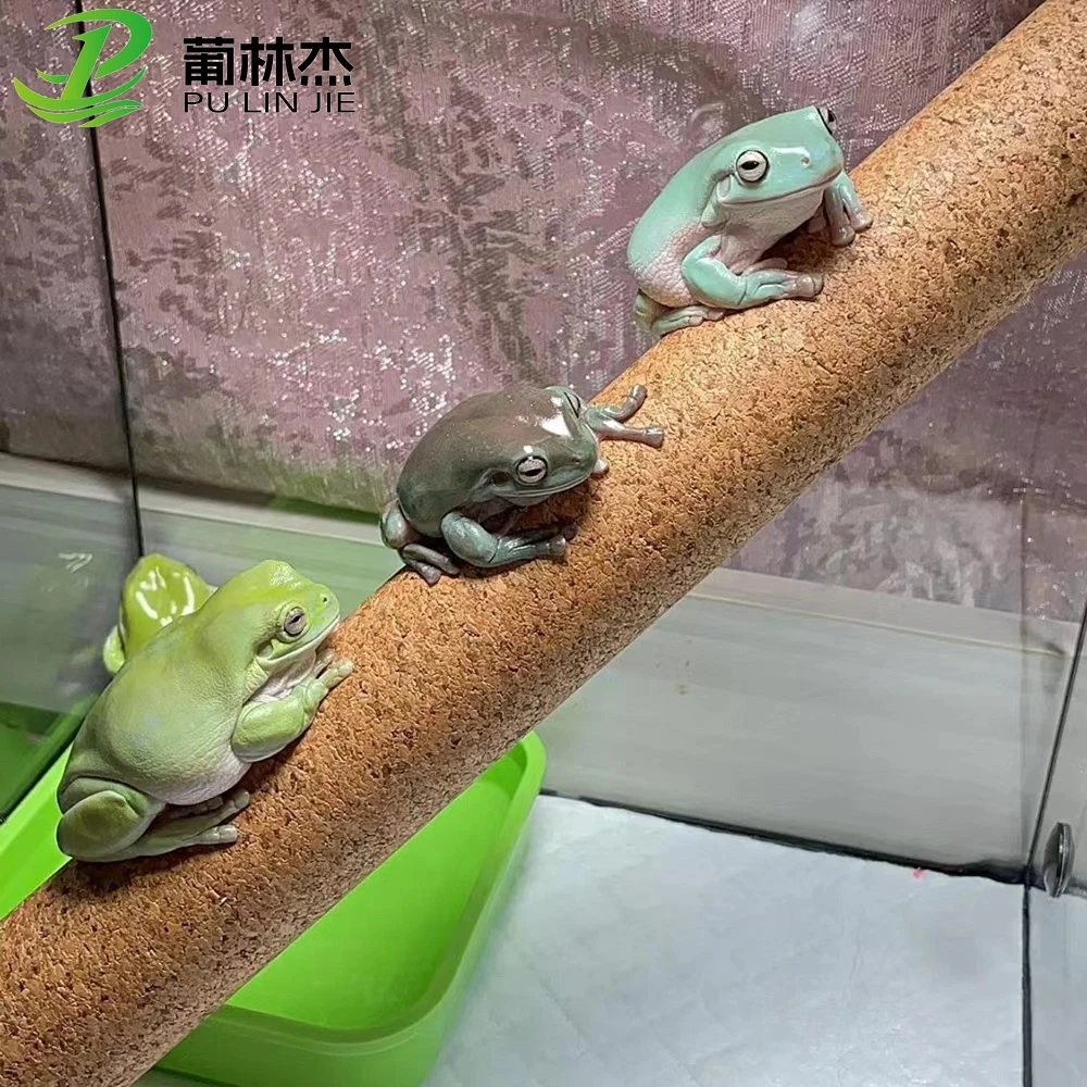 爬虫软木攀爬棍勾亚睫角专用造景守宫蜥蜴木棒树栖睫角盖果茶木棍