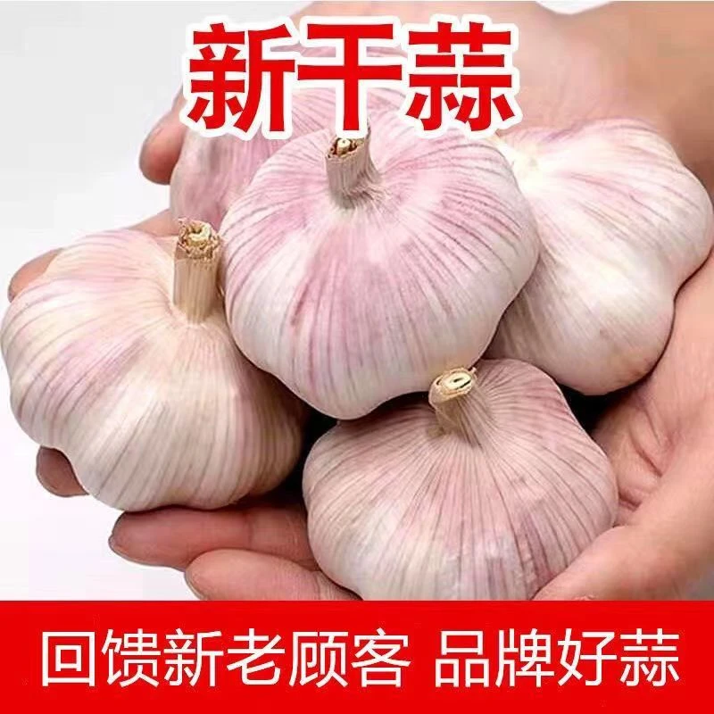 2024新干蒜新鲜大蒜头蒜味十足肉厚爽口厨房调味1斤3斤/5斤9/斤装