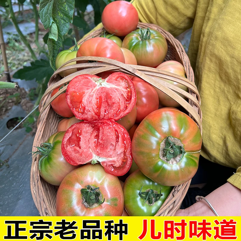 攀枝花老味道口感西红柿生吃水果草莓心番茄3斤4.5斤