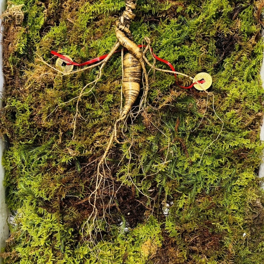 长白山新鲜林下参定制(延迟发货)