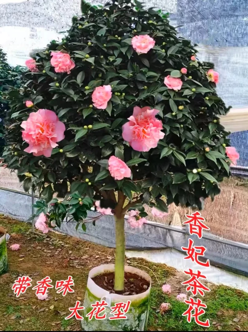 大颗香妃茶花树苗盆栽地栽带花苞好花卉植物室内庭院