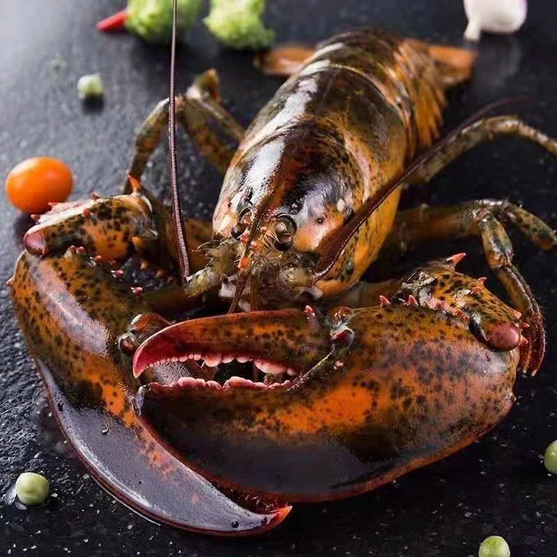 波士顿龙虾海鲜液氮锁鲜300-3000g