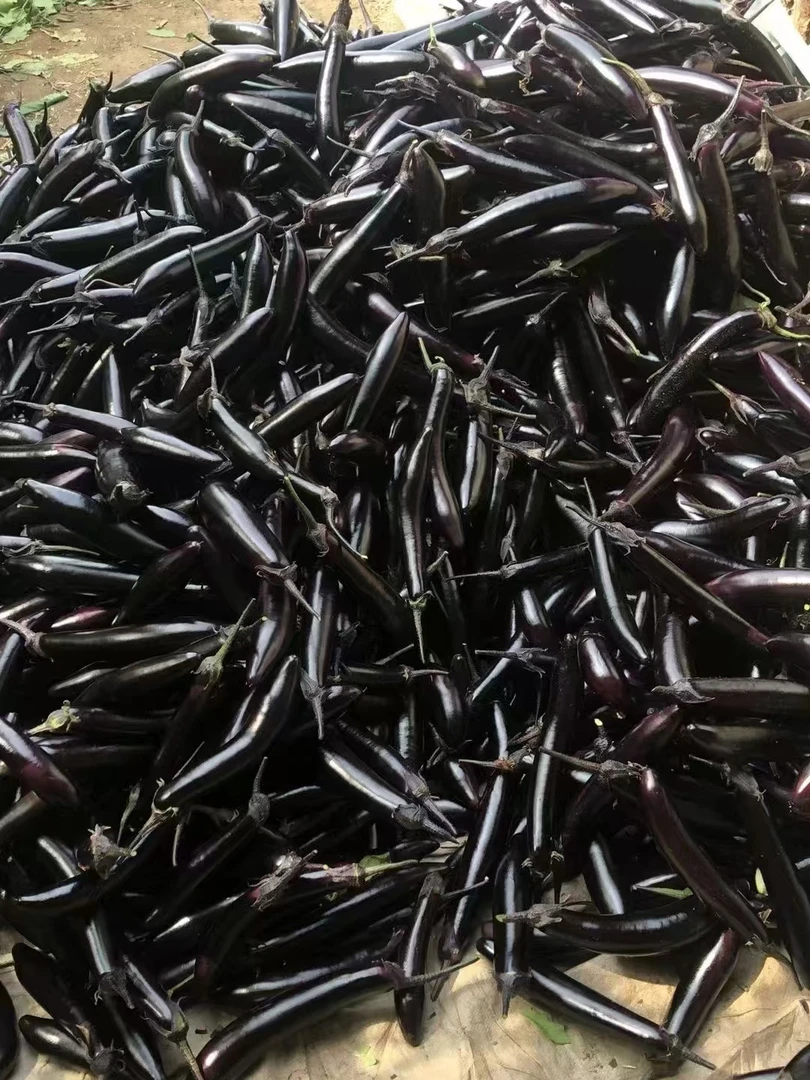 东北大地紫茄子紫裤紫把绿瓤紫茄子蒜茄子可生吃现摘现发保鲜膜发