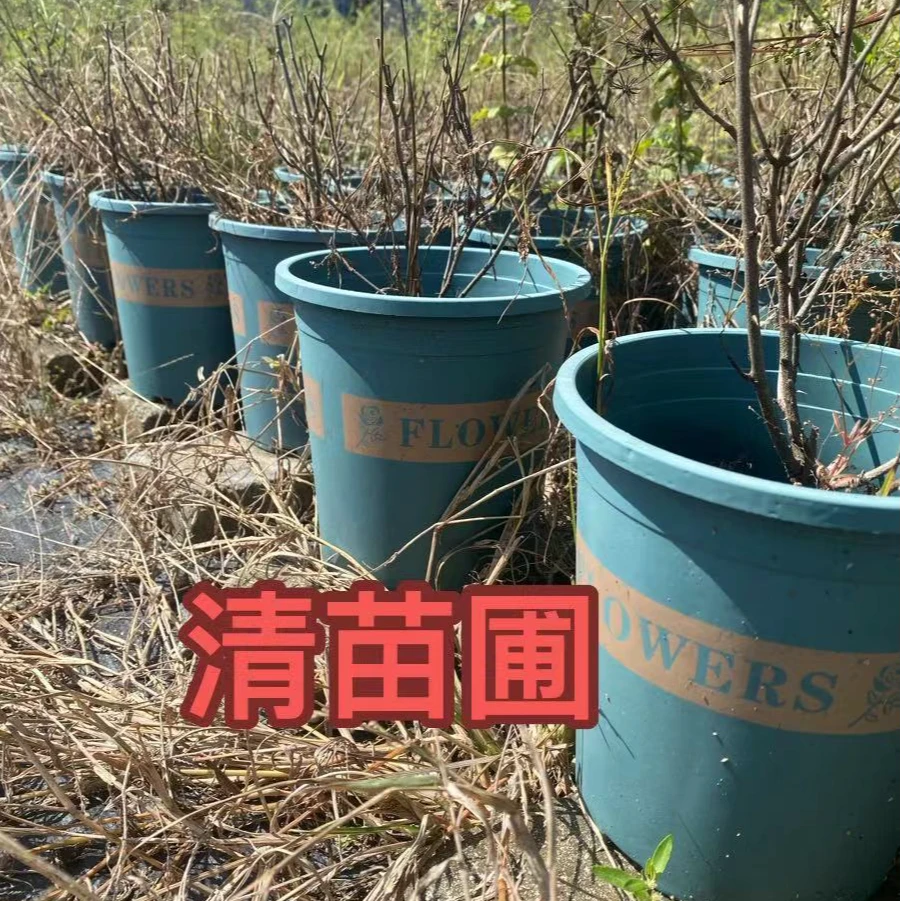 清苗圃用过的花盆内径17高18.5 容量1.5L 阳台植物专用