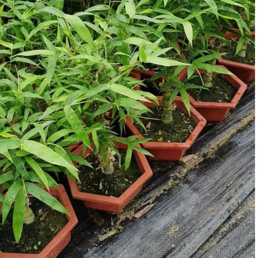 （一物一拍）100%源头基地直销 佛肚竹葫芦竹盆栽盆景易养四季常青