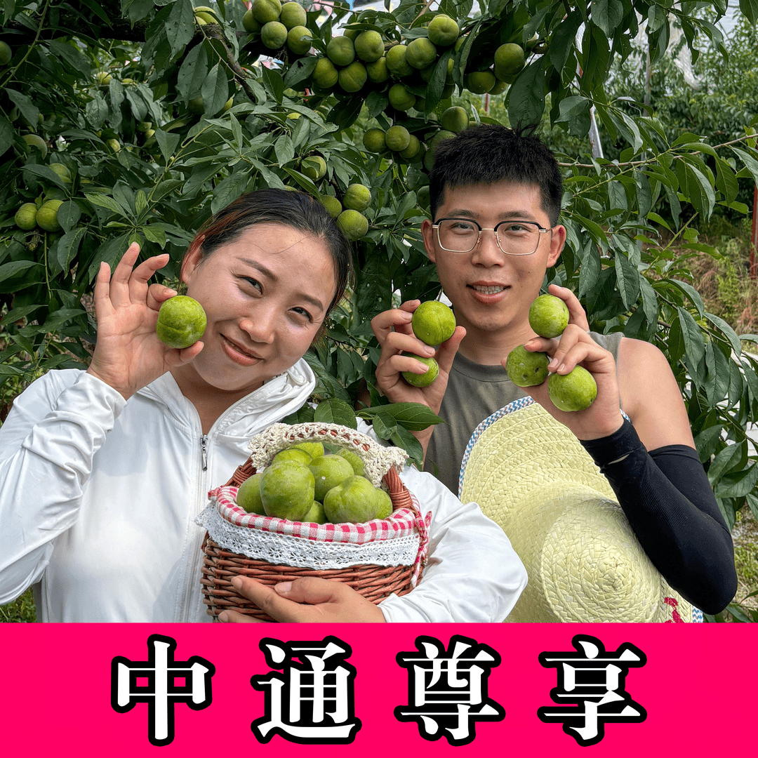 【中通标快】万源大巴山青脆李脆甜爽口新鲜采摘 4斤5斤装坏果包赔③