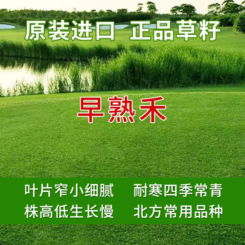 早熟禾草籽--草坪专用草籽