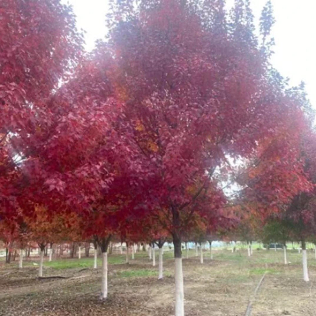 庭院景观小叶红枫树苗四季红枫植物盆栽