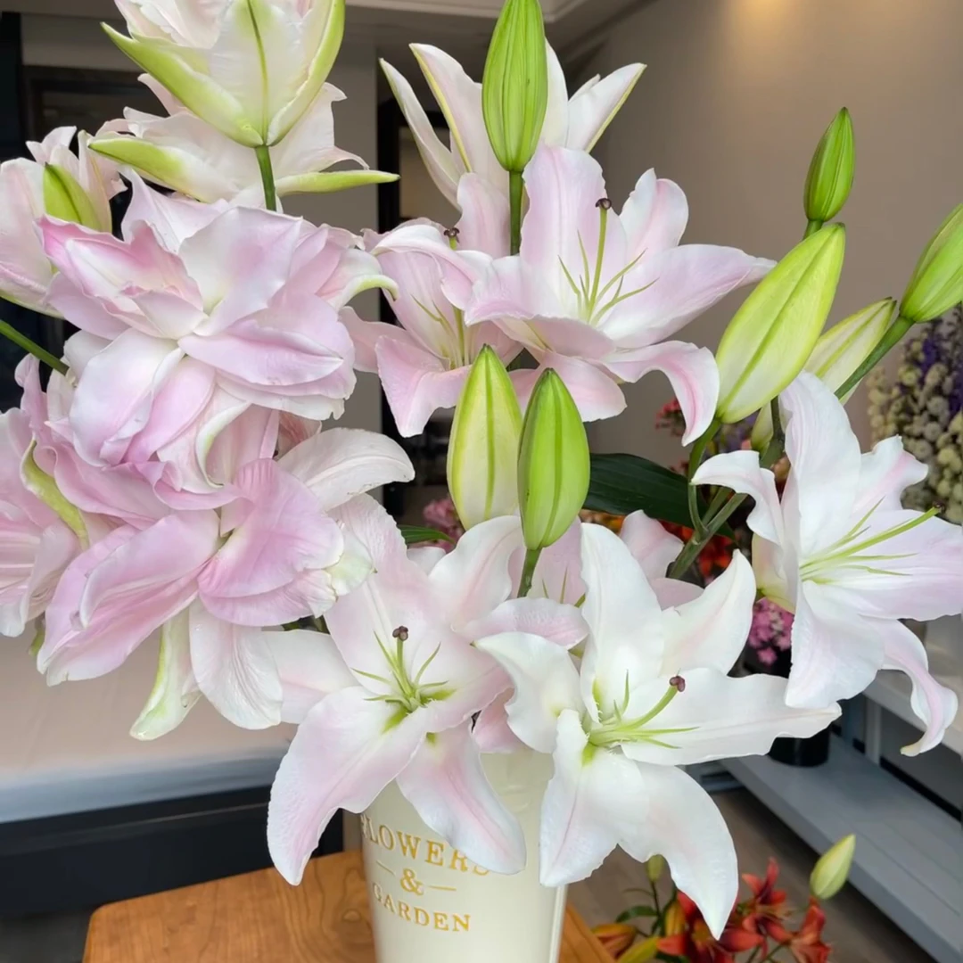 【陶花源|粉天使单瓣百合】 (10%损耗不售后) 拒收不售后零下拍保温