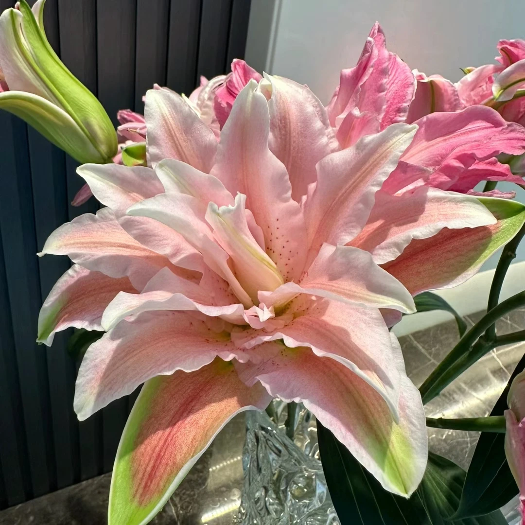 [陶花源•重瓣百合红蜜糖] 云南基地新鲜采摘 水养鲜花 插花保鲜