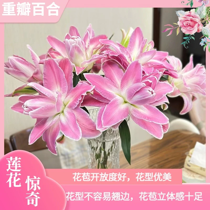 [陶花源•重瓣百合莲花惊奇] 云南鲜花 渐变色高贵优雅 水养鲜花