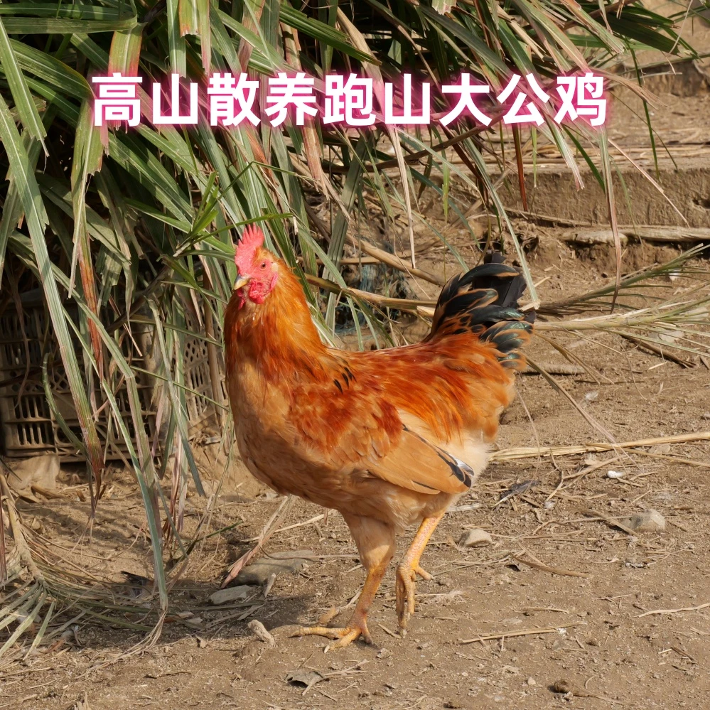 皖南高山散养跑山大公鸡正宗农家散养大公鸡