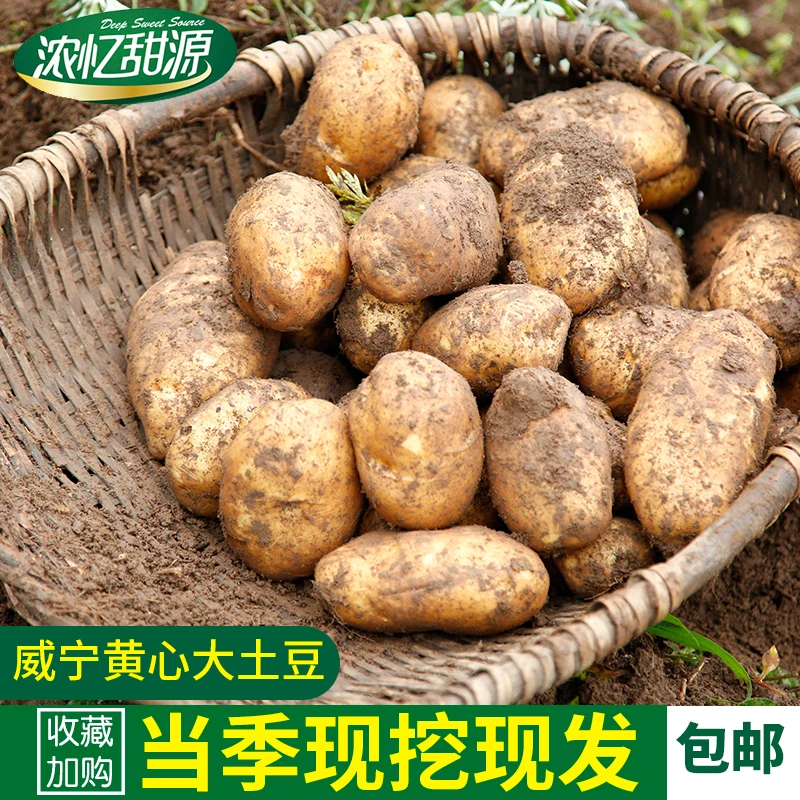 威宁高山土豆老品种洋芋净含量9斤装