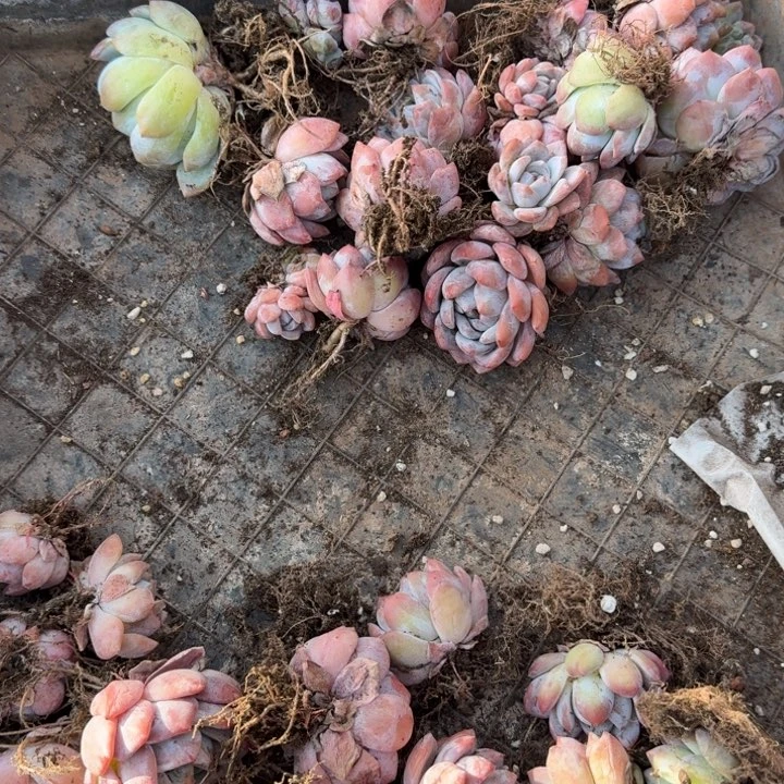 处理一堆橙梦路多肉植物