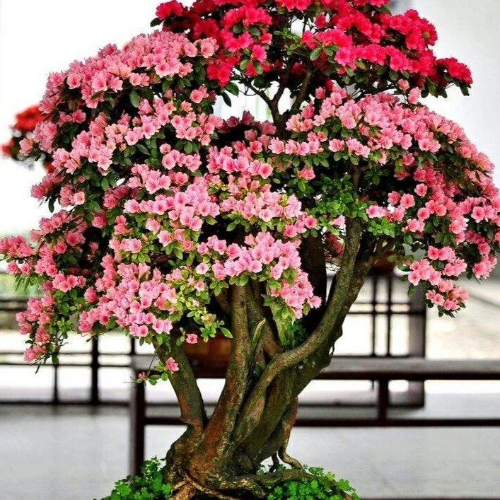杜鹃盆景一物一拍有疑问可以咨询客服（偏远地区不包邮）阳台庭院