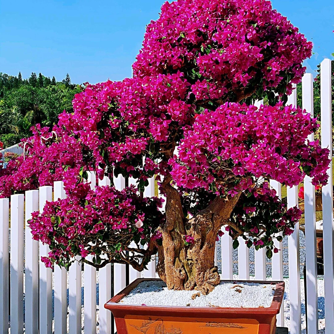 杜鹃花是大家喜爱的一款盆景/不仅花开艳丽迷人。四季常青植物
