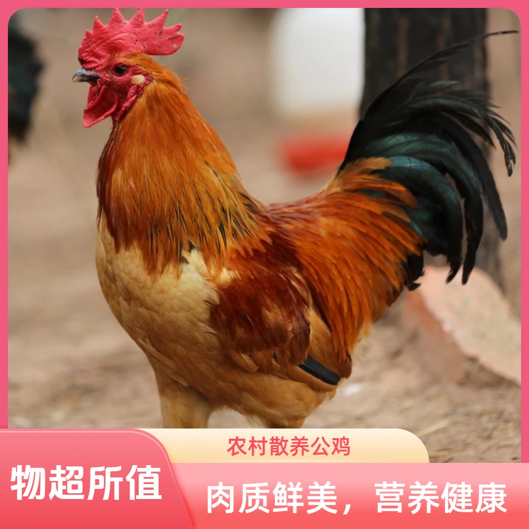 坝上原鸡塞罕坝林下散养土公鸡净重4.5清远鸡土鸡斤