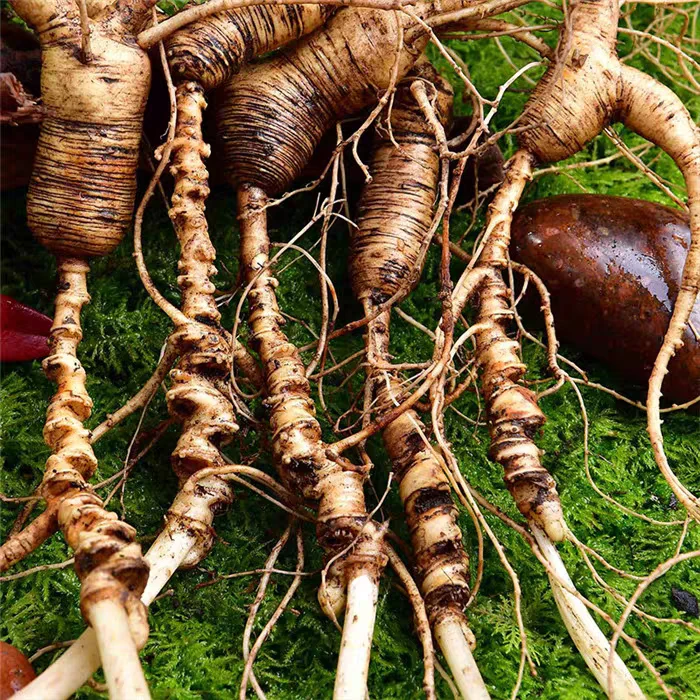 长白山道地特产 新鲜人参滋补营养煲汤