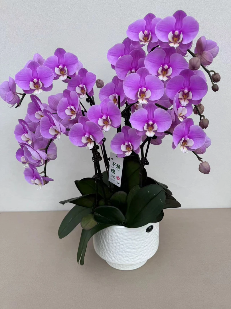 蝴蝶兰【安娜】精品耐开好养高品质带花带花苞室内高端花