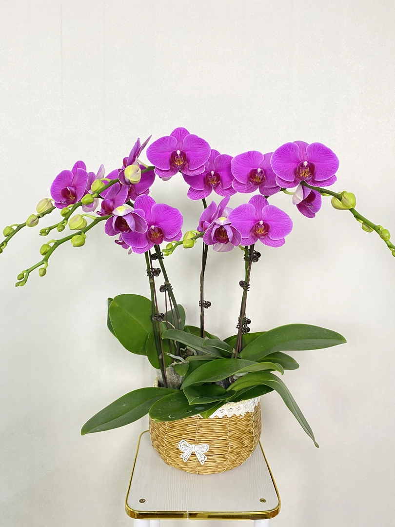 【恭喜发财】精品耐开好养高品质蝴蝶兰带花带花苞室内高端花