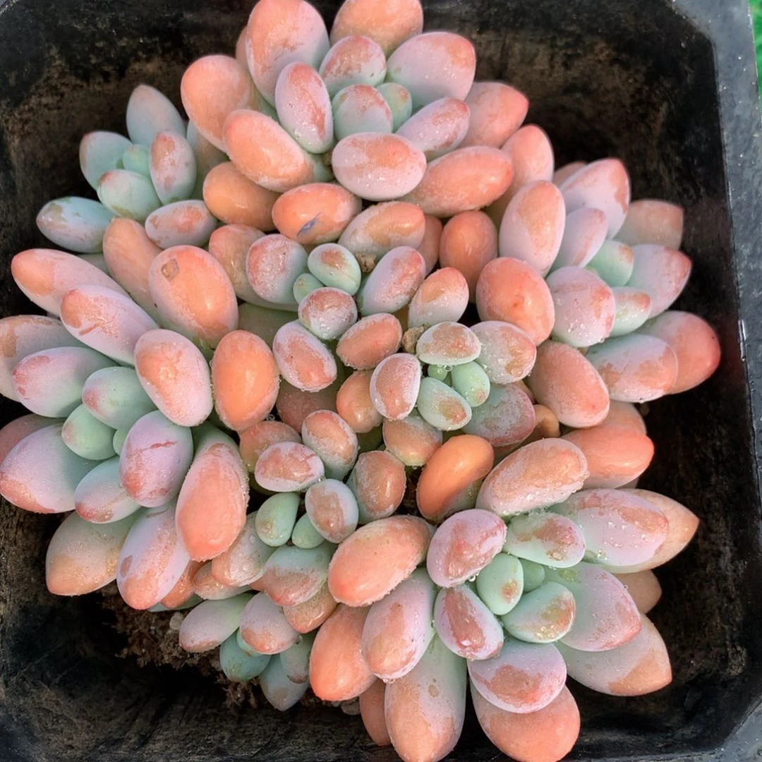橘子洛神一物一拍
