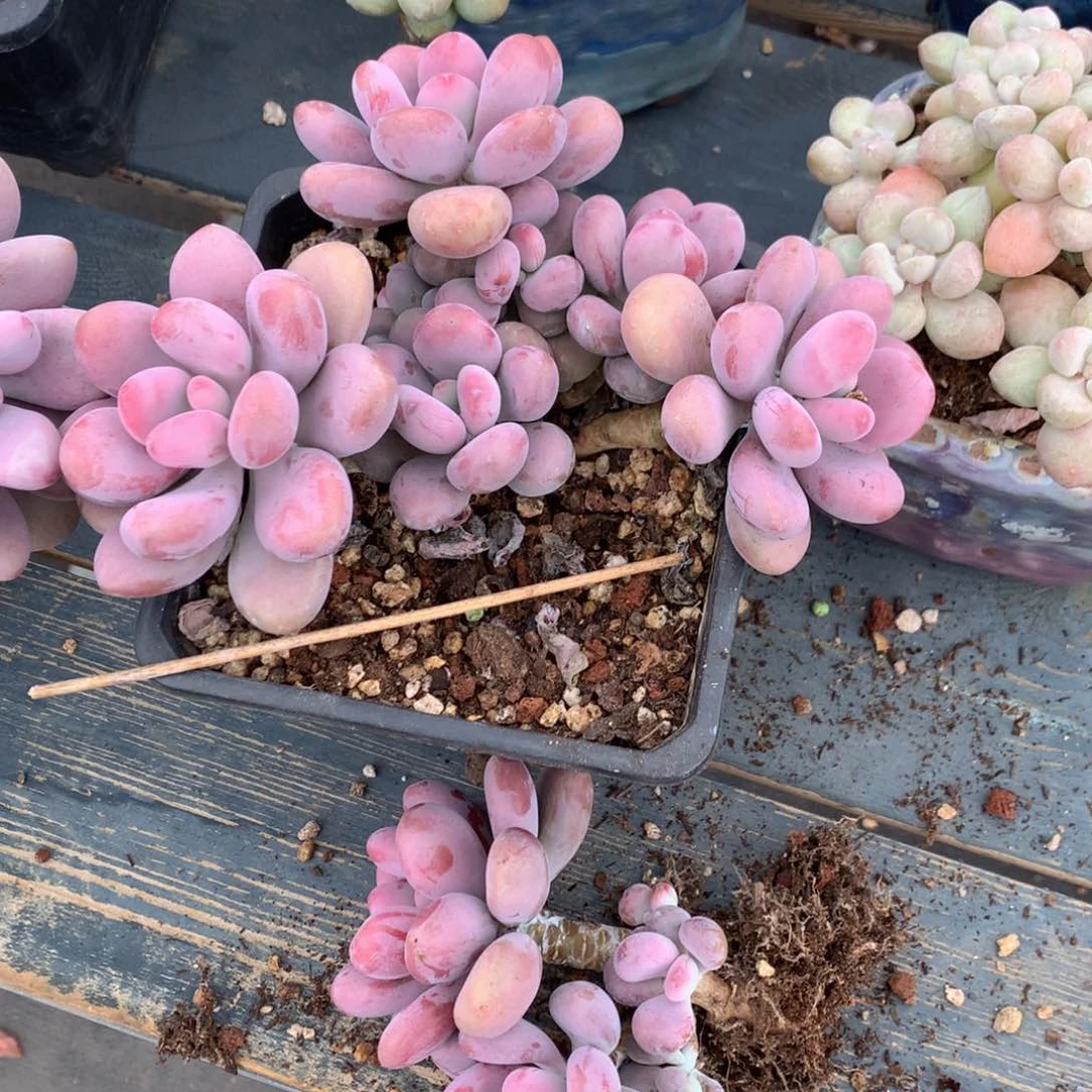 桃蛋老桩两个一物一拍