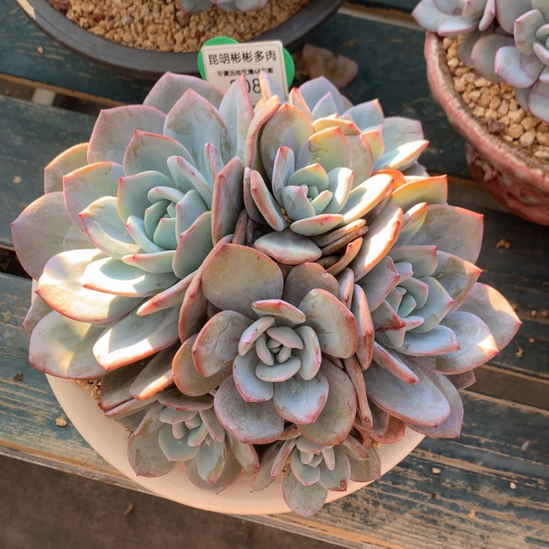 凤**槃韩版奶茶老桩无砍208