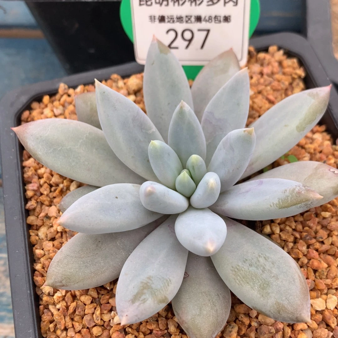 可**贝哥特萝莉单头寄养297