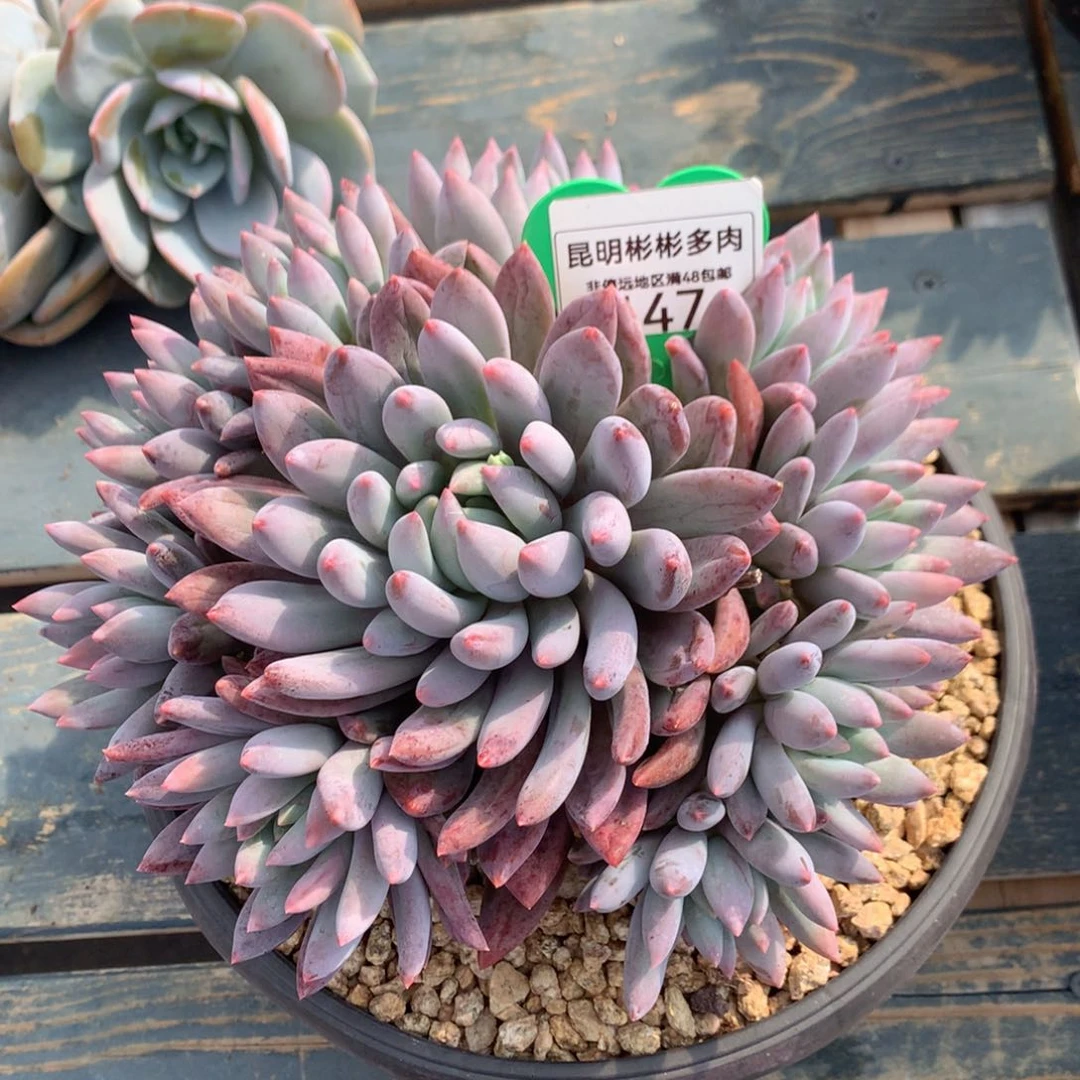 所罗门老桩无砍147