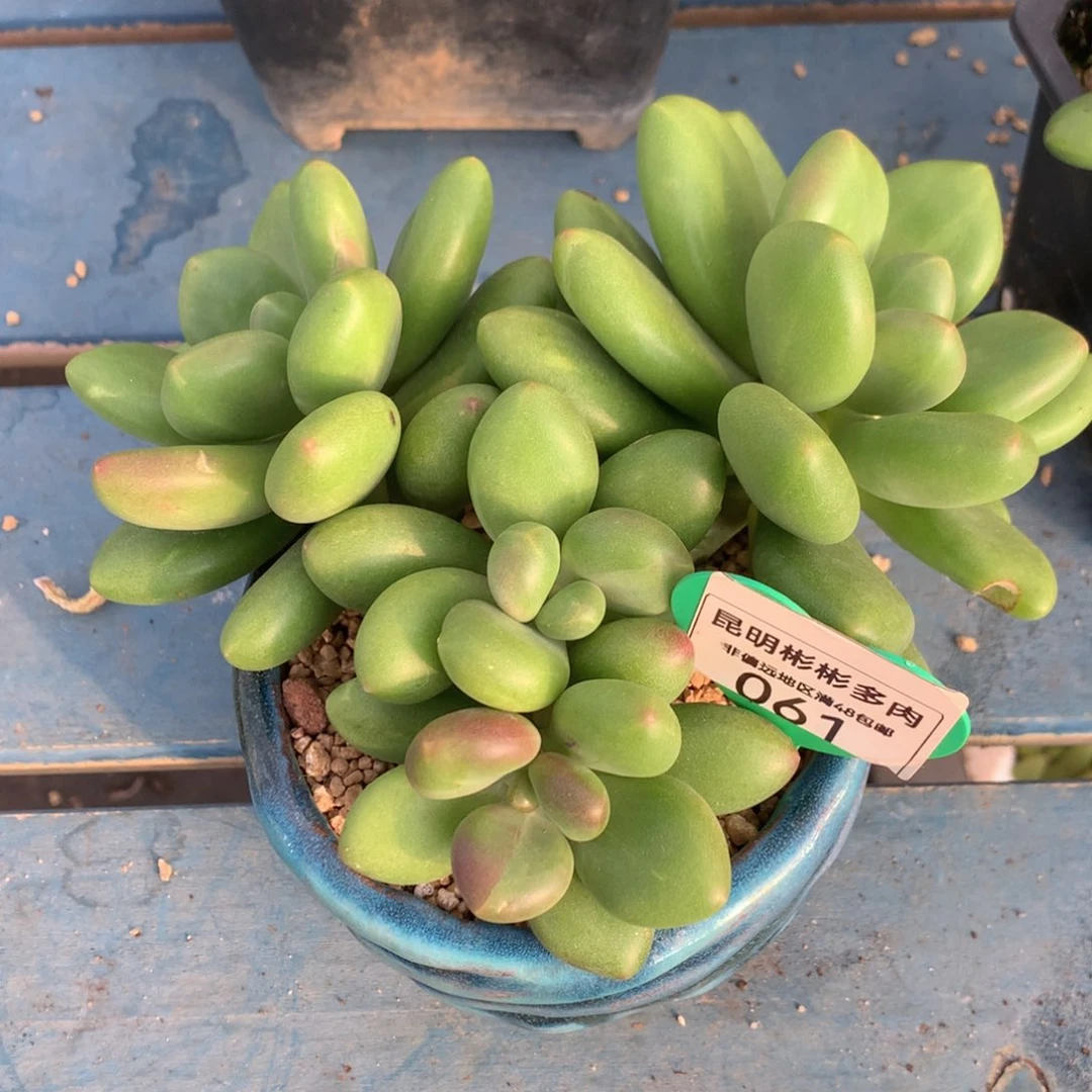 芒果奶无砍老桩061